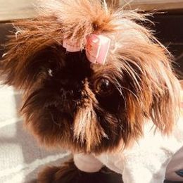 Dachshunds, Mal-Shis, Maltipoos, and Yorkipoos from H&S pets
