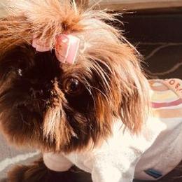 Dachshunds, Mal-Shis, Maltipoos, and Yorkipoos from H&S pets