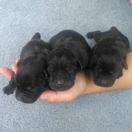 Boy 2 - Black male Labrador Retriever puppy in Archer Lodge, North Carolina from Archer Lodge Labradors