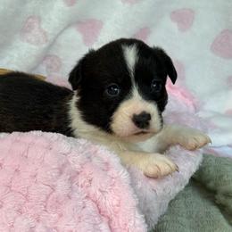 Brindle girl - Brindle and white female American Corgi puppy in Nashville, Arkansas from Whisenhunt Farms