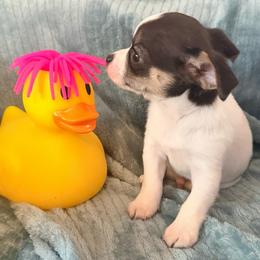 Cole AKC - Black and tan male Chihuahua puppy in Seneca, Missouri from Stephanie’s Puppy Colony