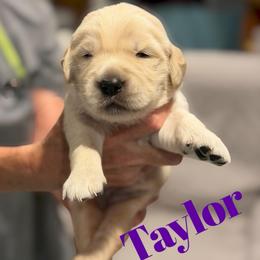 Taylor 3800 - Light golden female Golden Retriever puppy in Peoria, Arizona from Westwing Retrievers
