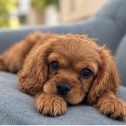 Walker - Ruby male Cavalier King Charles Spaniel puppy in Mount Dora, Fl, Florida from Breezy Palms Cavaliers