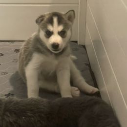 Siberian Husky Puppies from Husky Love and Pups