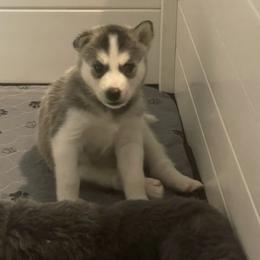 Siberian Husky Puppies from Husky Love and Pups