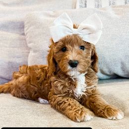 Goldendoodle Puppies from Ritzy Creek Doodles