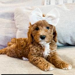 Goldendoodle Puppies from Ritzy Creek Doodles