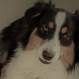 Ebony - Australian Shepherd