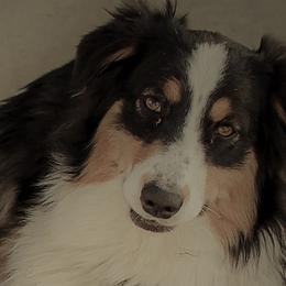 Ebony - Australian Shepherd