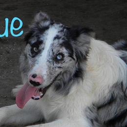 Blue  - Border Collie