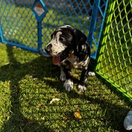Great Dane Puppies from Denver Danes