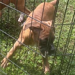 Boxer Puppies from Shaddai Kennels