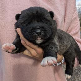 Boy 1 - Black male Akita puppy in South Carolina from Sierra Mountain Akitas