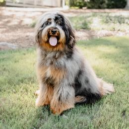 Striker - Bernedoodle
