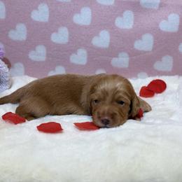 Hangman - Red male Dachshund puppy in Morristown, Tennessee from Hillside Hounds