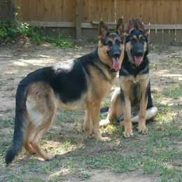 German Shepherds from South Star