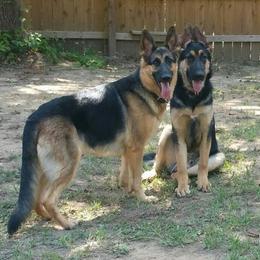 German Shepherds from South Star