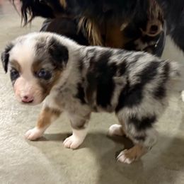 Travis - Blue merle male Australian Shepherd puppy in Wellington, Missouri from CV Aussies