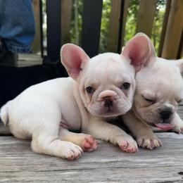 Ephraim - Cream male French Bulldog puppy in Greenfield, Missouri from Hope Mountain French Bulldogs