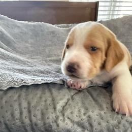 Blue Collar-Chance - Red and white male Beagle puppy in Las Vegas, Nevada from Hound Kings