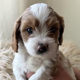 Cadbury - Blenheim male Cavapoo puppy in Greenville, South Carolina from Reedy River Doodles