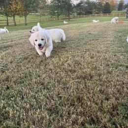 Golden Retriever Puppies from Suncoast Goldens