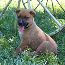 Brownie - Red mottled male Australian Cattle Dog puppy in Willamina, Oregon from Cherished Chihuahuas