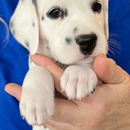 Dalmatian Puppies from Sweet Street Dalmatians