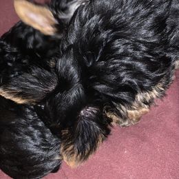 Yorkshire Terrier Puppies from YorkiStars