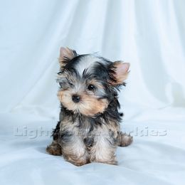Yorkshire Terrier Puppies from Lightsome Yorkies