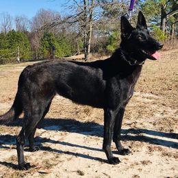 Spatzi  - Belgian Malinois