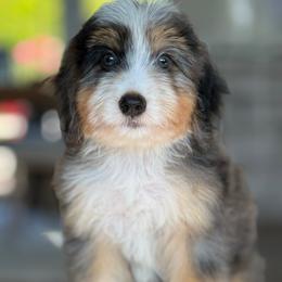 Sean - green collar - Tri-color male Bernedoodle puppy in Yuciapa, California from AlltheDoodlez_