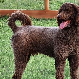 Labradoodles from Jill's Labradoodles