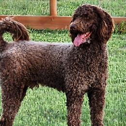 Labradoodles from Jill's Labradoodles