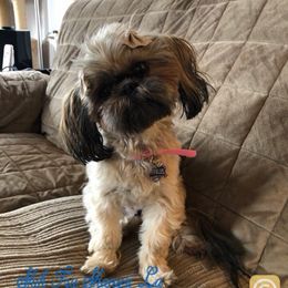 Pebbles - Shih Tzu
