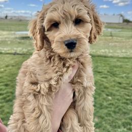 Ron - Apricot male Australian Labradoodle puppy in Newdale, Idaho from Grand Peaks Labradoodles
