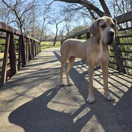 Freya - Great Dane
