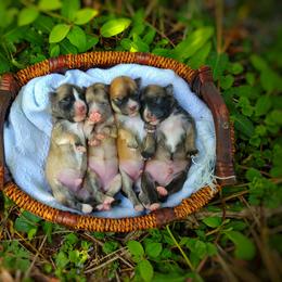 Morkie puppies from Seeking Shalom Acres Maltese, Maltipoos & Havamalts