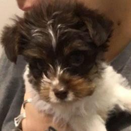 Ready to go BOY - Chocolate, tan and white male Yorkshire Terrier puppy in Dahalonega, Georgia from C. D. K