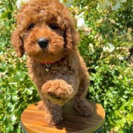 Red - Red  male Goldendoodle puppy in Caldwell, Idaho from Idaho Mini Doodles