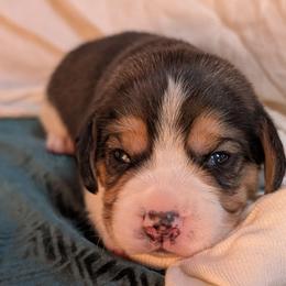 Sir Percival - Black tan and white male Beagle puppy in Colville, Washington from Rosehaven Homestead