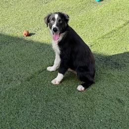 Arrow - Black tri male Miniature American Shepherd puppy in Garysburg, North Carolina from Schaefer's Miniature American Shepherds