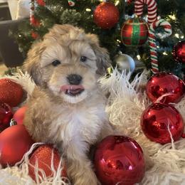 Bernedoodle and Havapoo Puppies from Precious Paws and Purrs