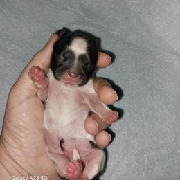 Ranger - Brindle male Shih Tzu puppy in Arcadia, Florida from Kitsune Cuddles and kisses