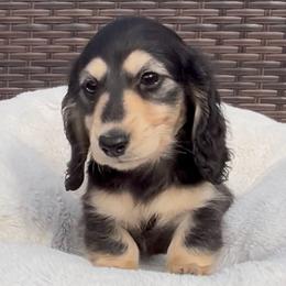 Black and Cream -- Boy 2 - Black and cream male Dachshund puppy in Kalama, Washington from Dazzling Doxies
