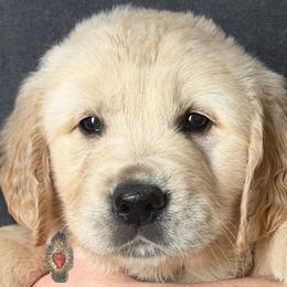 1st pick of the boys - Light golden male Golden Retriever puppy in Fisher, Illinois from Aslan's Pride of Fidei Family Farms