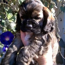 Cocker Spaniel Puppies from Doc's Cockers