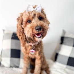 Angel - Goldendoodle