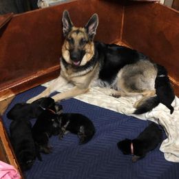 Mya - German Shepherd