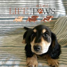 Buddy (green) - Black male Dachshund puppy in Palm Bay, Florida from Life With Mini Paws